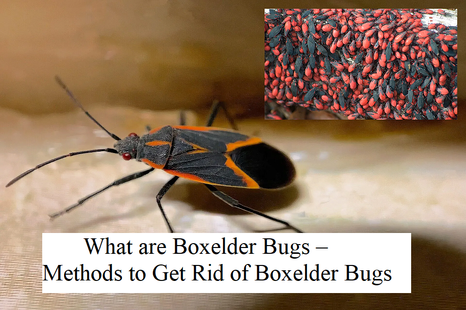 What are Boxelder Bugs – Methods to Get Rid of Boxelder Bugs