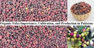 Organic Falsa Importance, Cultivation, and Production in Pakistan