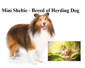 Mini Sheltie - Breed of Herding Dog