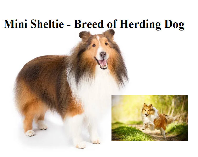 Mini Sheltie - Breed of Herding Dog